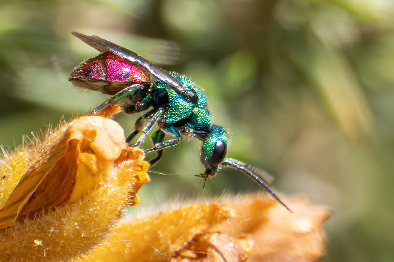 Holopyga generosa.jpg